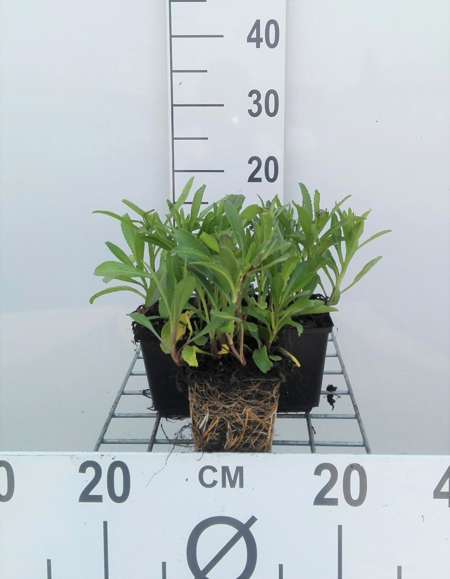 Leucanthemum'Silberprinzesschen'- pot 9x9 cm afbeelding
