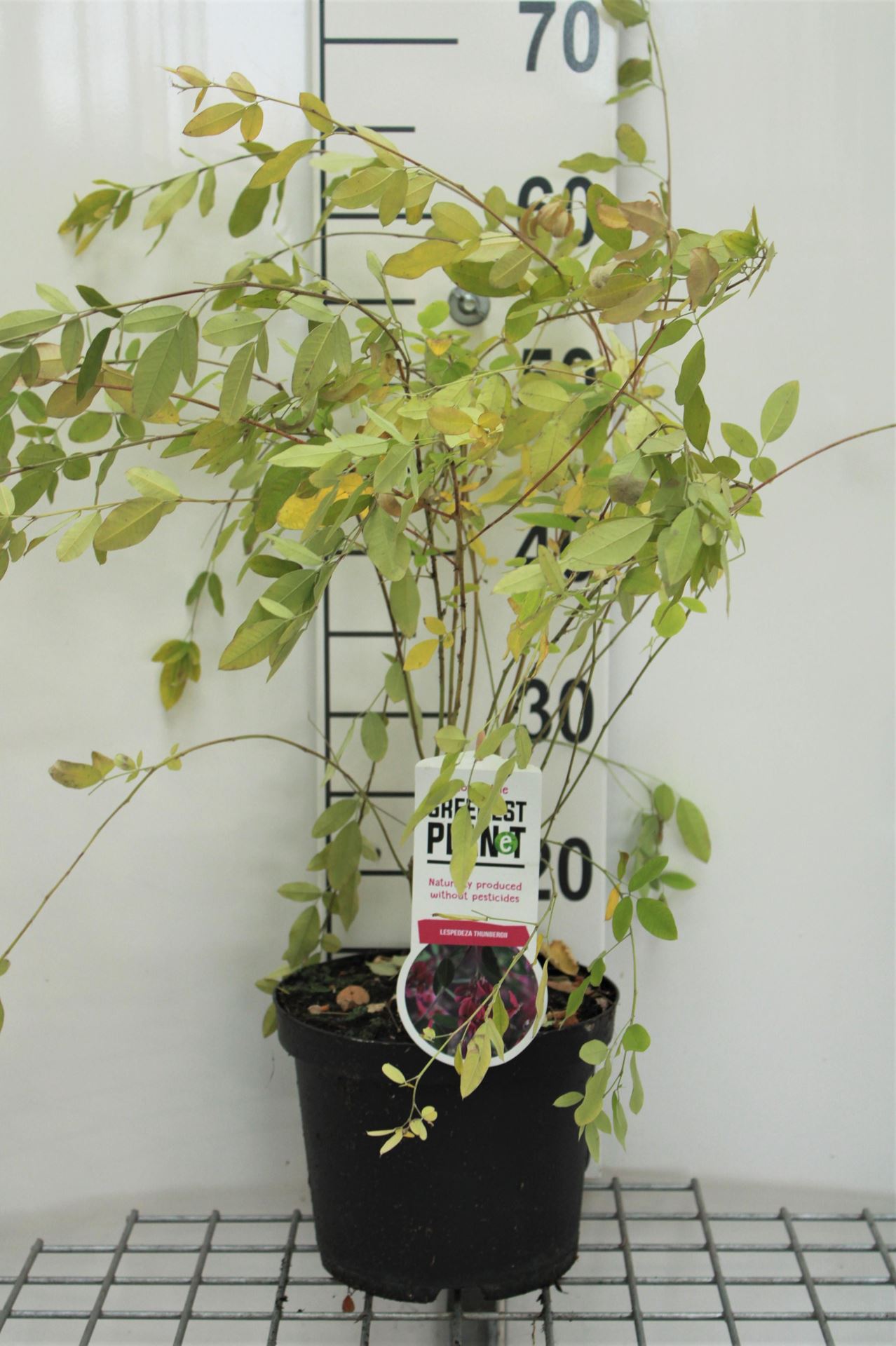 Lespedeza thunbergii - pot - 40-50 cm afbeelding