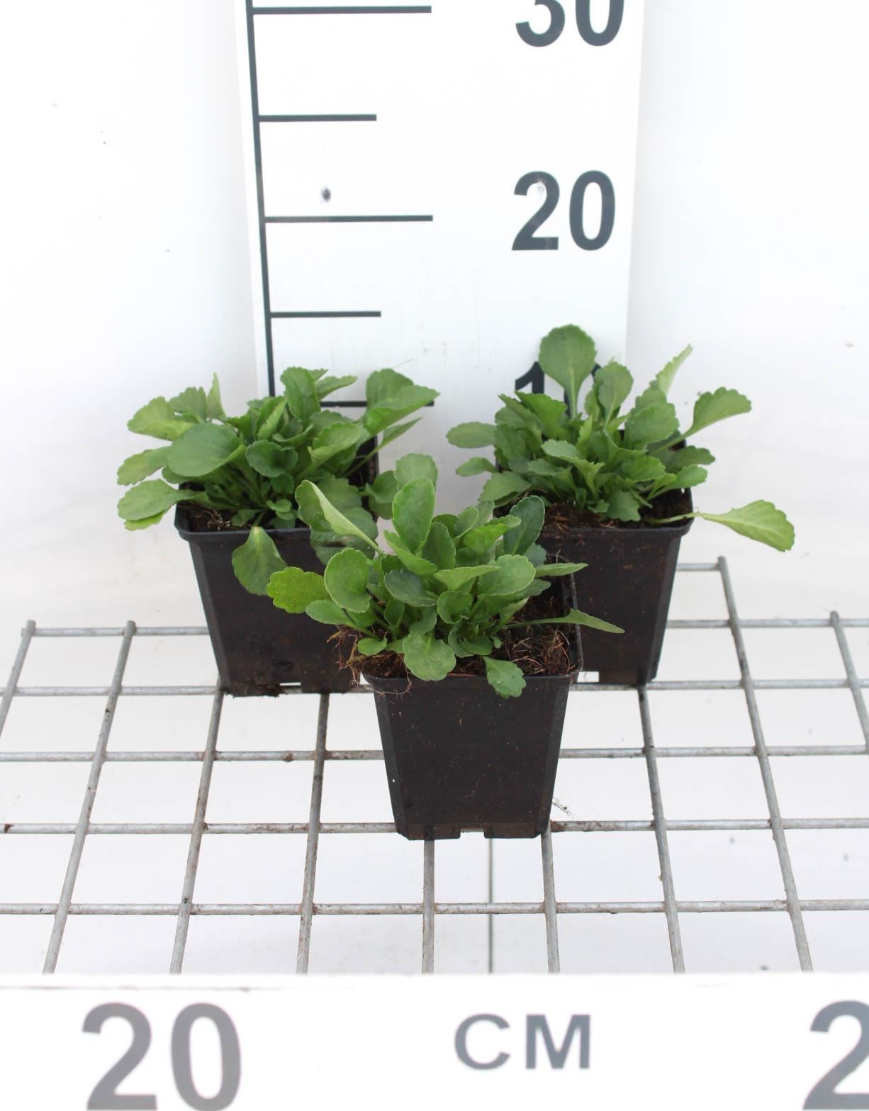 Leucanthemum vulgare'Maikönigin'- pot 9x9 cm afbeelding