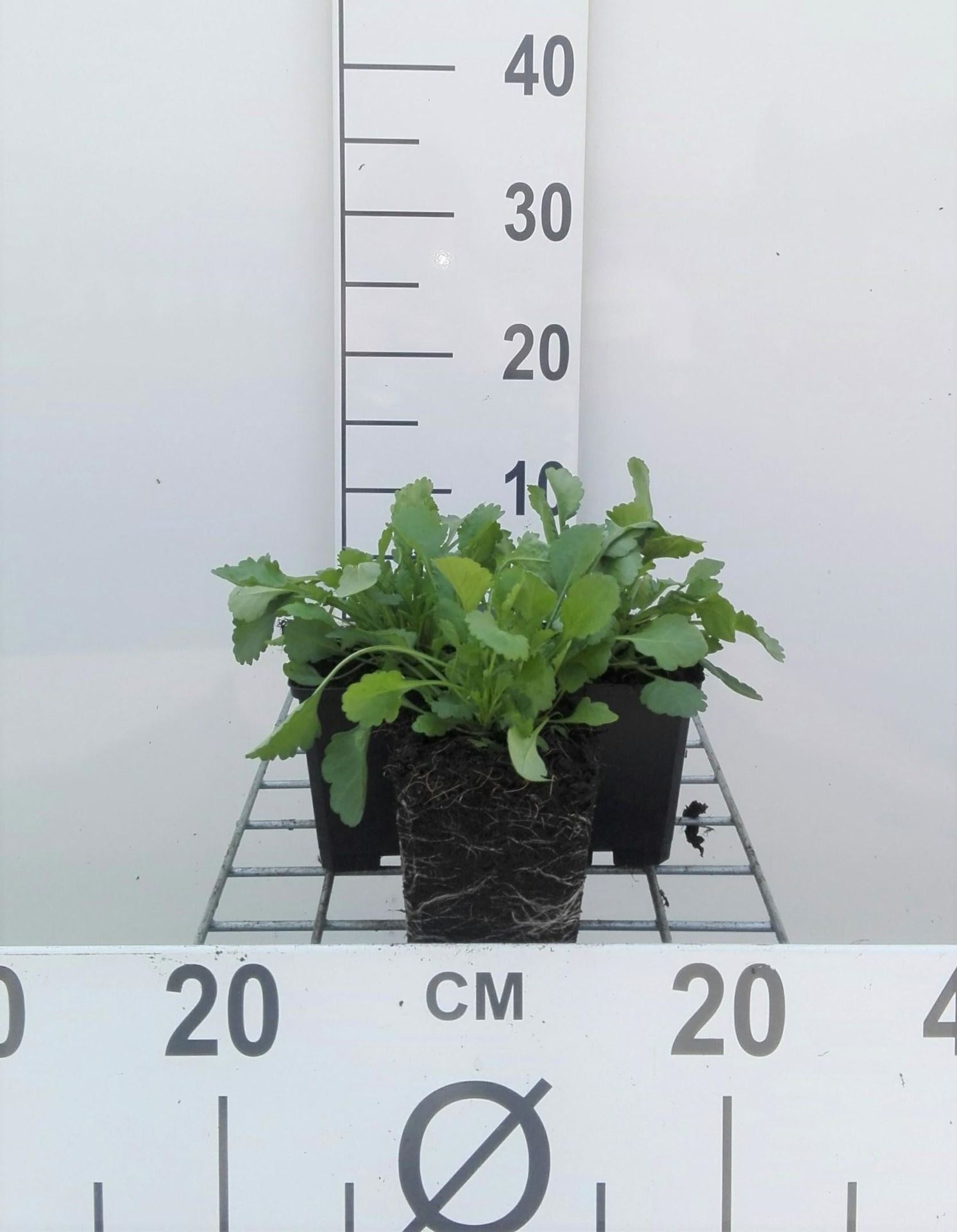 Leucanthemum vulgare - pot 9x9 cm afbeelding