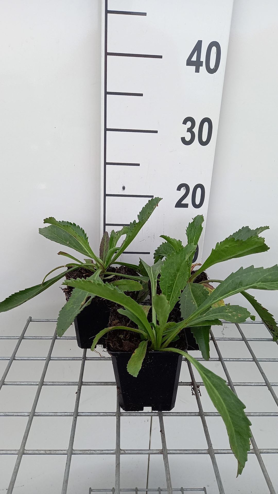 Leucanthemum'Wirral Supreme'- pot 9x9 cm afbeelding
