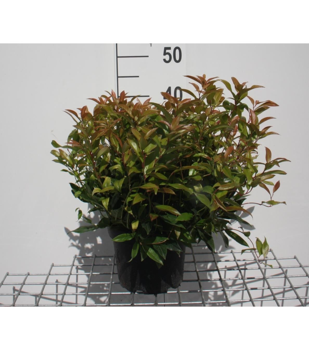 Leucothoe'Zeblid'(Scarletta) - pot - 20-25 cm afbeelding