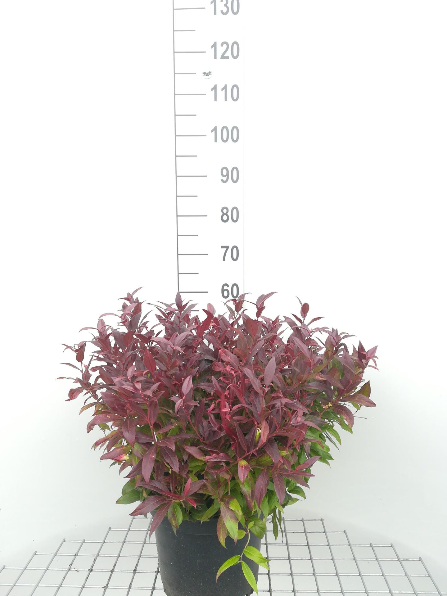 Leucothoe'Zeblid'(Scarletta) - pot 10L - 40-50 cm afbeelding