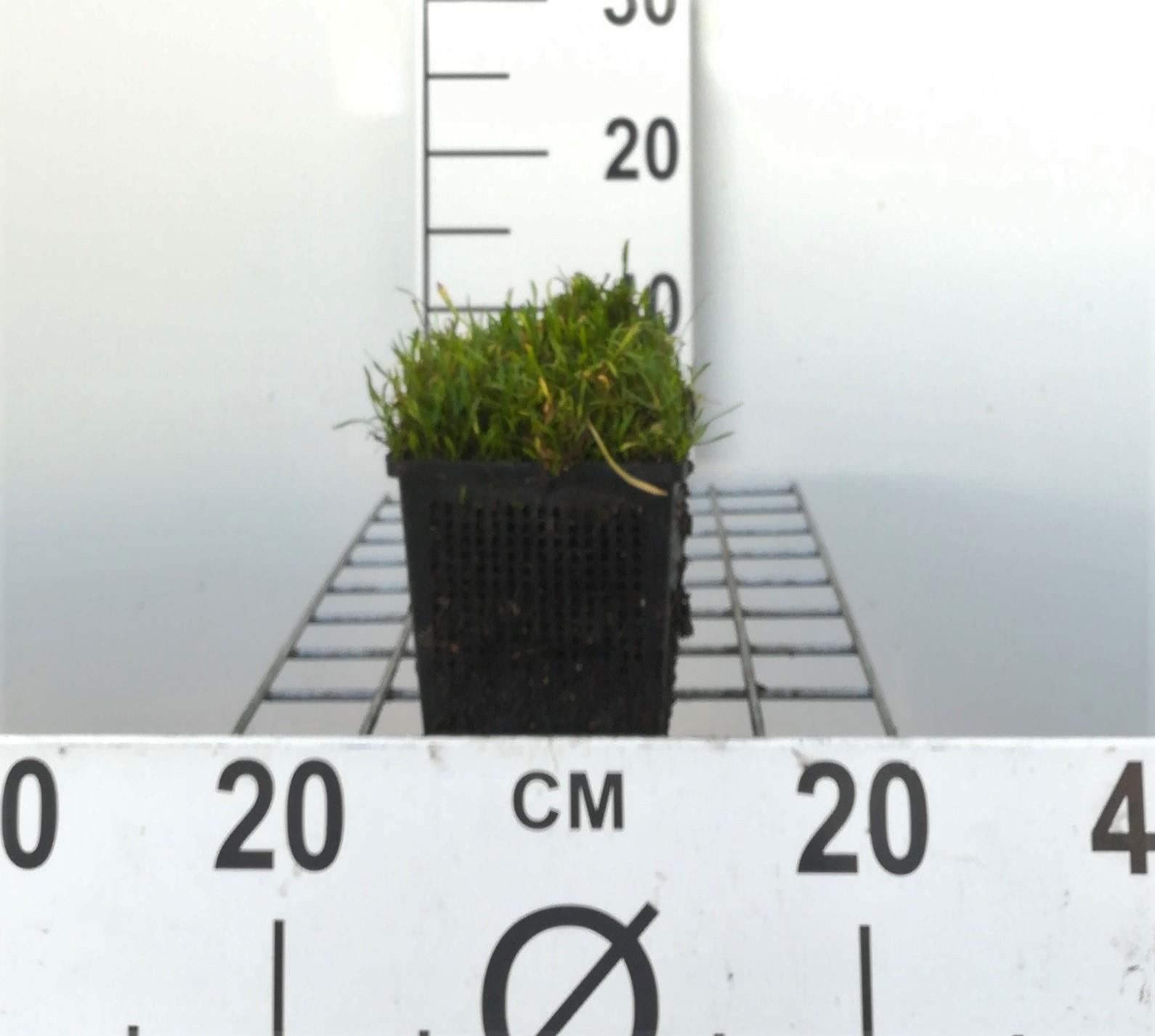 Lilaeopsis brasiliensis - pot 11x11 cm afbeelding