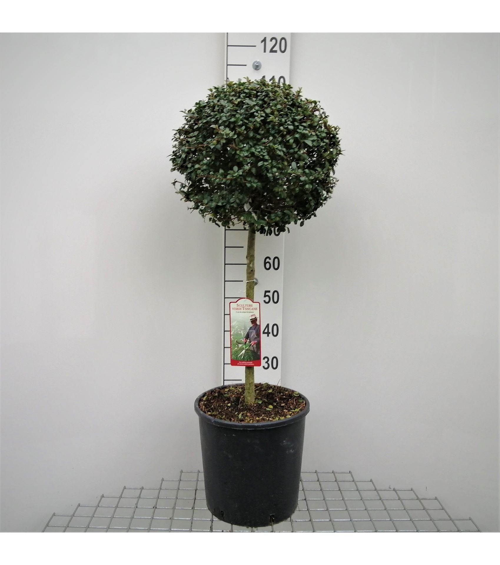 Ligustrum delavayanum - pot 18L - halfstam boom afbeelding