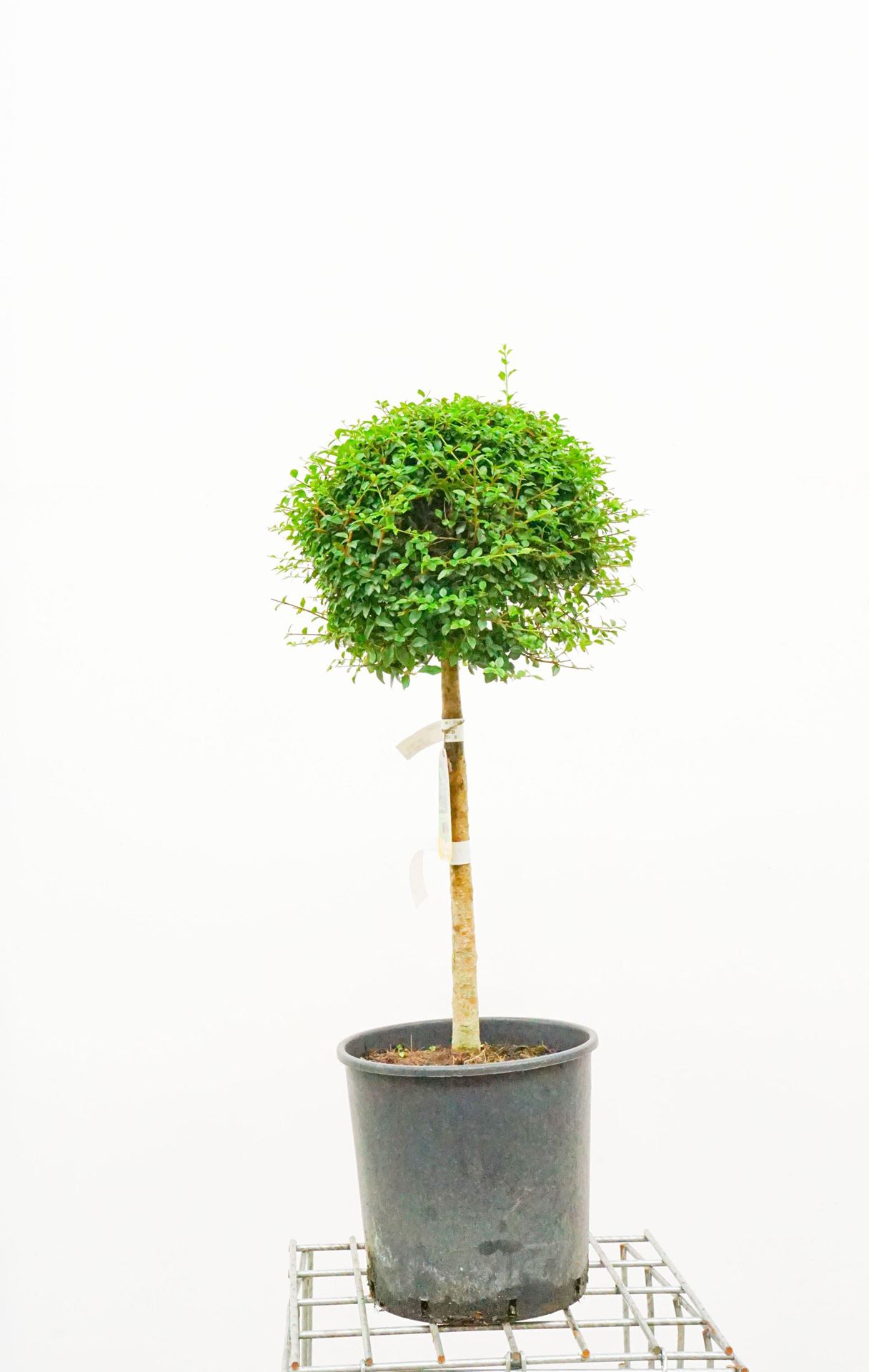 Ligustrum delavayanum - pot 15L - bolvorm op stamhoogte 60cm - Diameter 35 cm afbeelding
