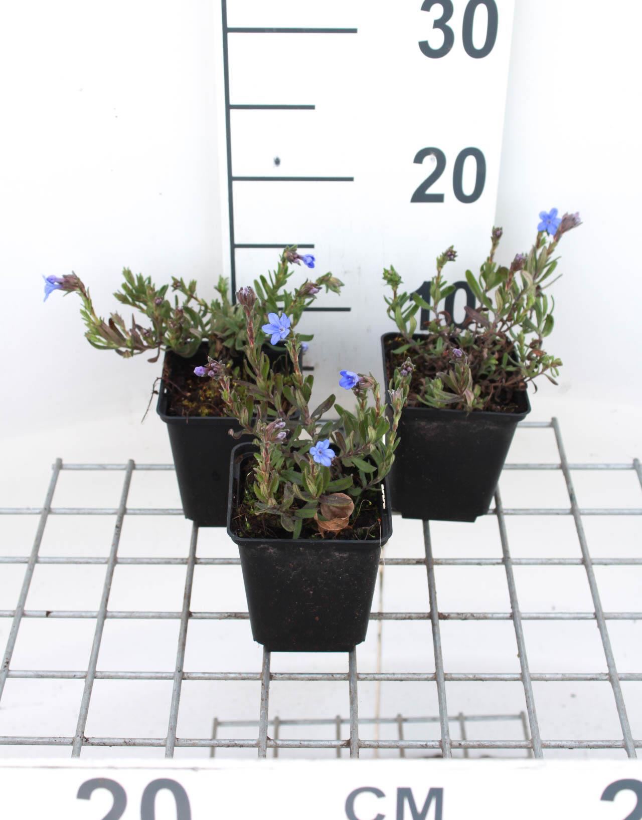 Lithodora diffusa'Heavenly Blue'- Steenzaad - pot 9x9 cm - Parelzaad/Steenzaad afbeelding