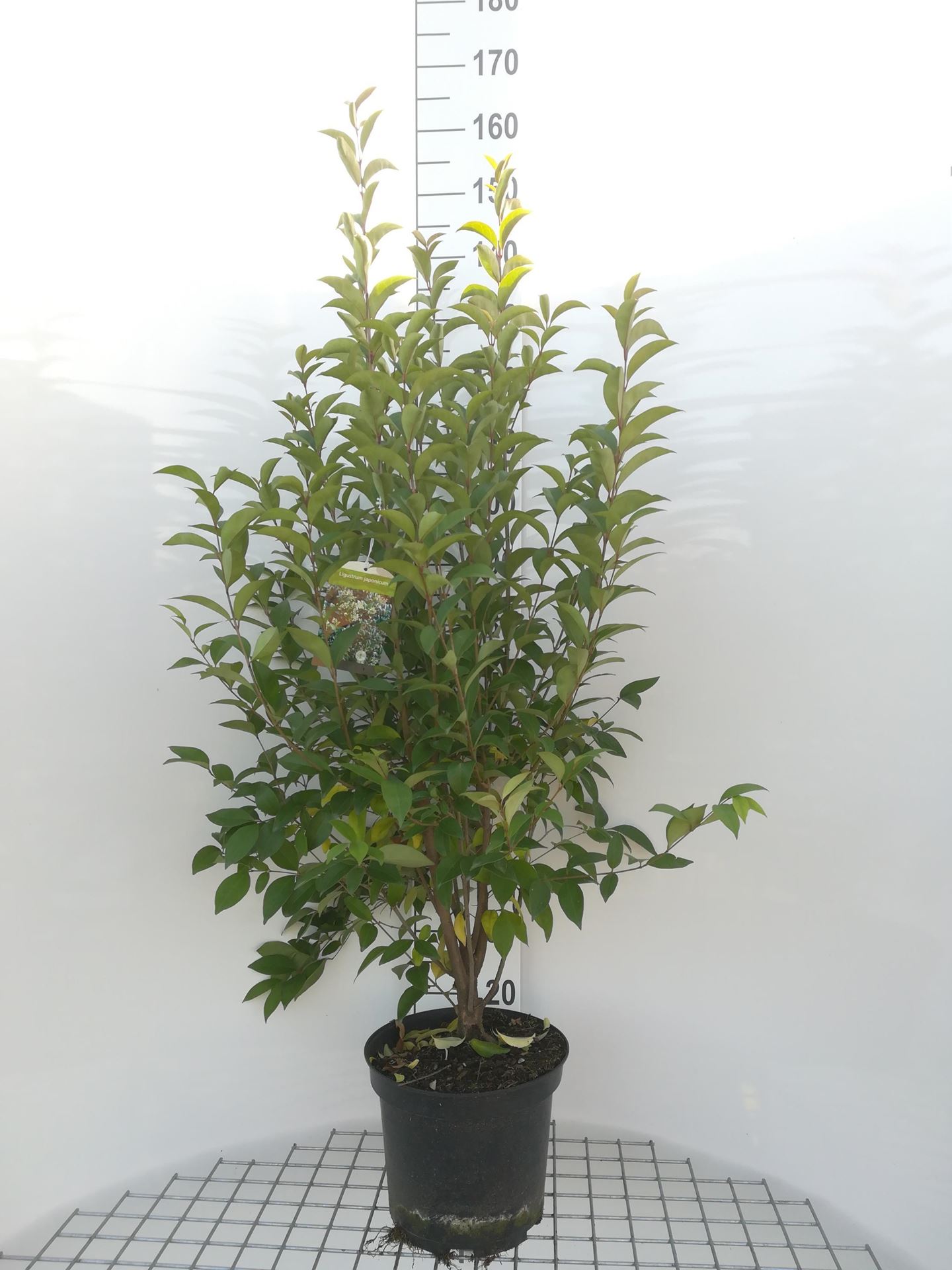 Ligustrum japonicum - pot 10L - 80-100 cm afbeelding