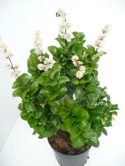 Ligustrum japonicum 'Rotundifolium' - pot - 20-25 cm
