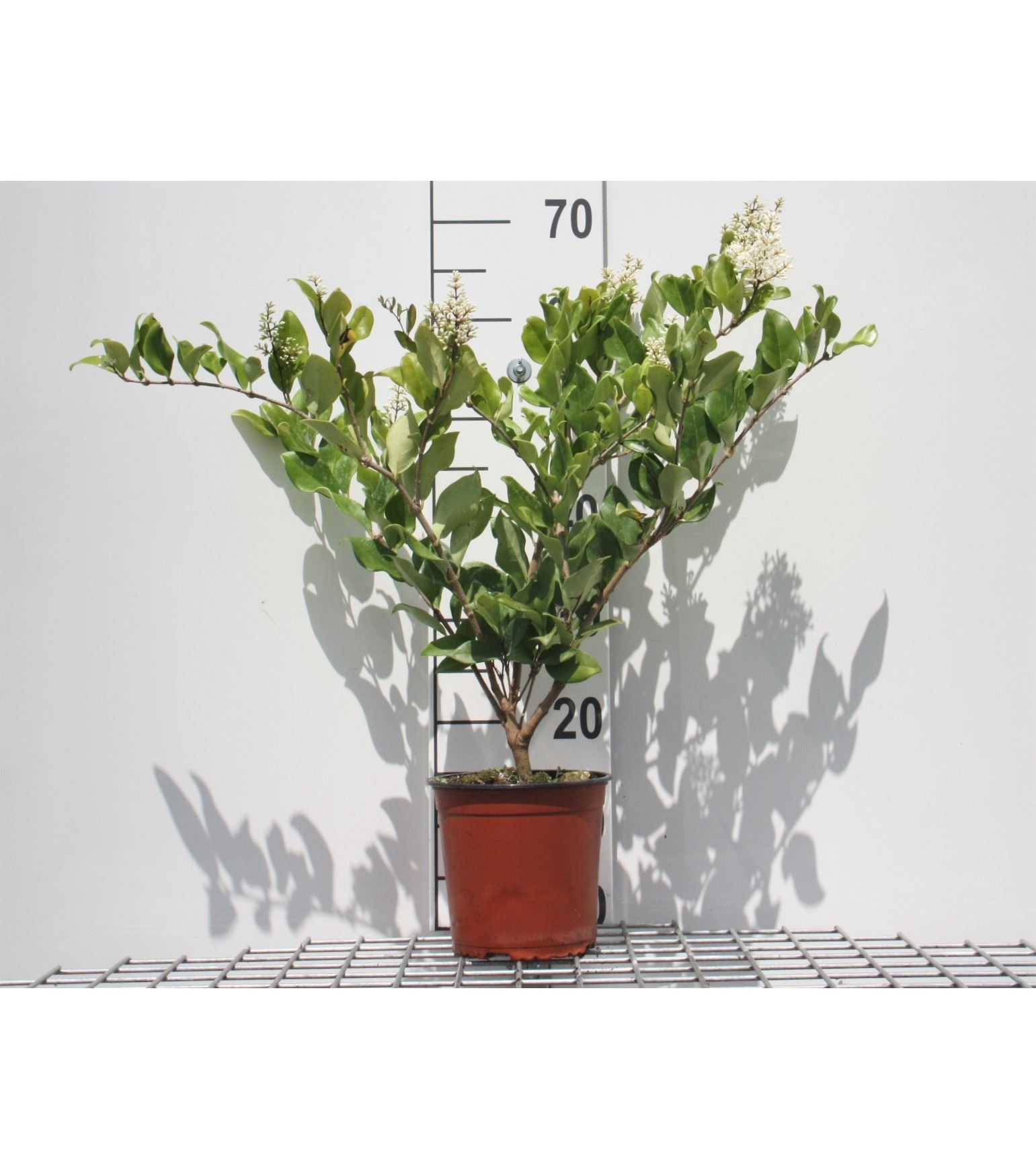 Ligustrum japonicum 'Texanum' - pot - 30-40 cm