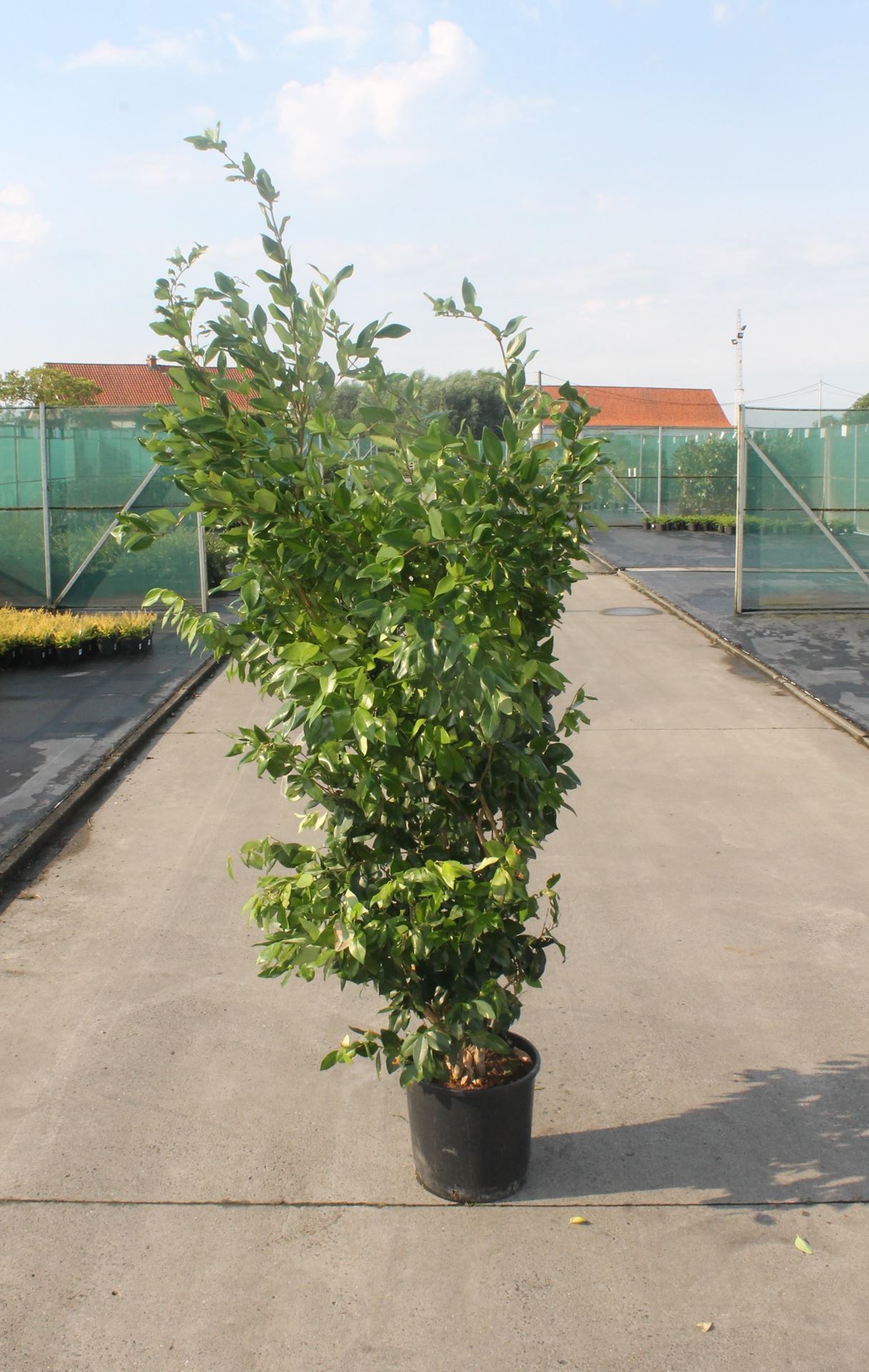 Ligustrum japonicum'Texanum'- pot 18L - 125-150 cm afbeelding