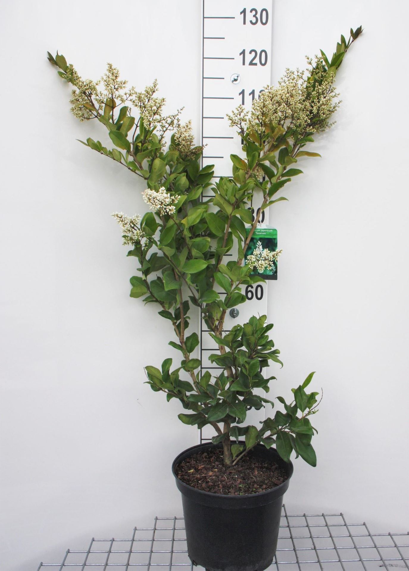 Ligustrum japonicum'Texanum'- pot 10L - 60-80 cm afbeelding