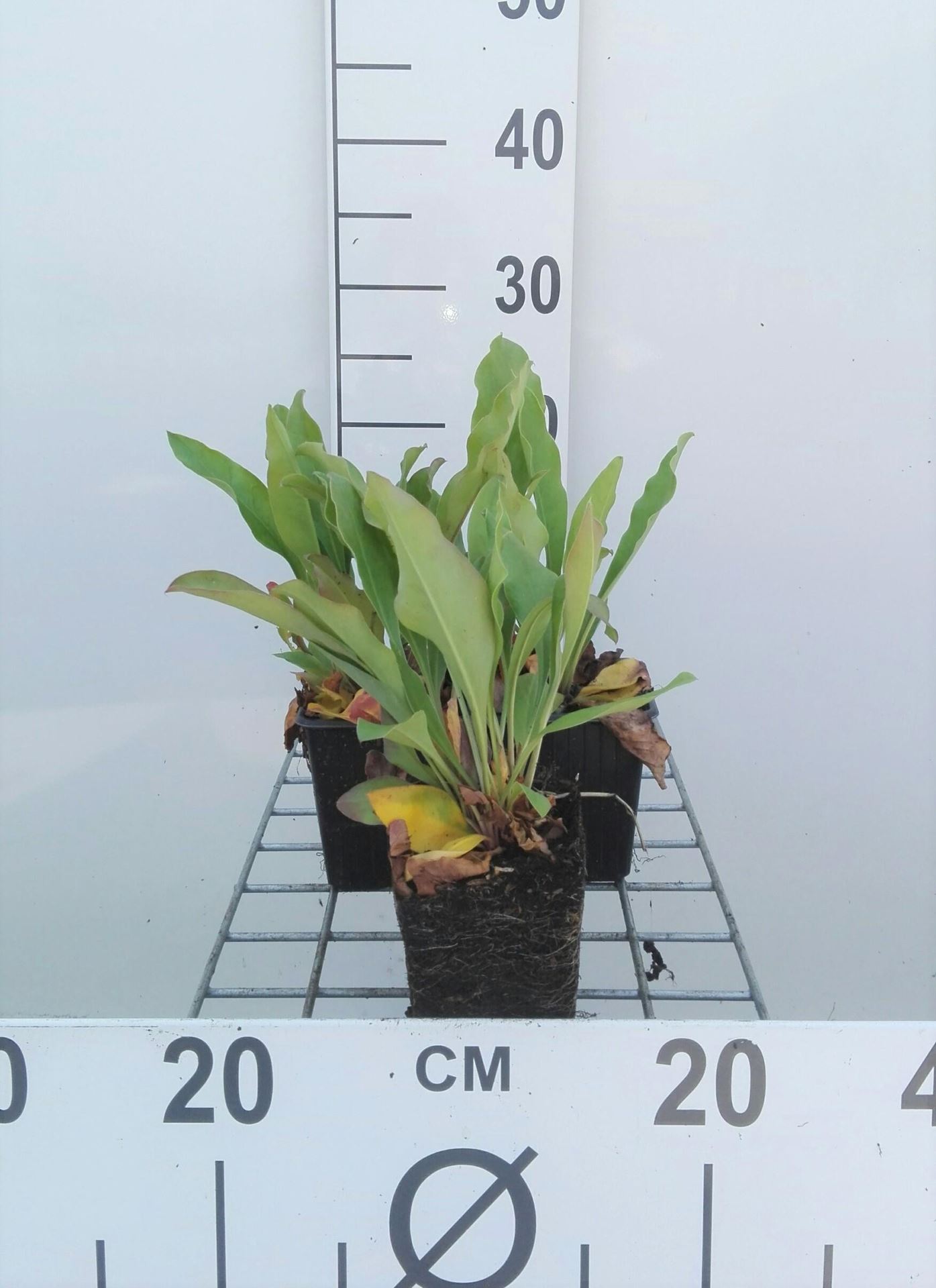 Limonium latifolium - pot 9x9 cm - zeelavendel / lamsoor / statice afbeelding