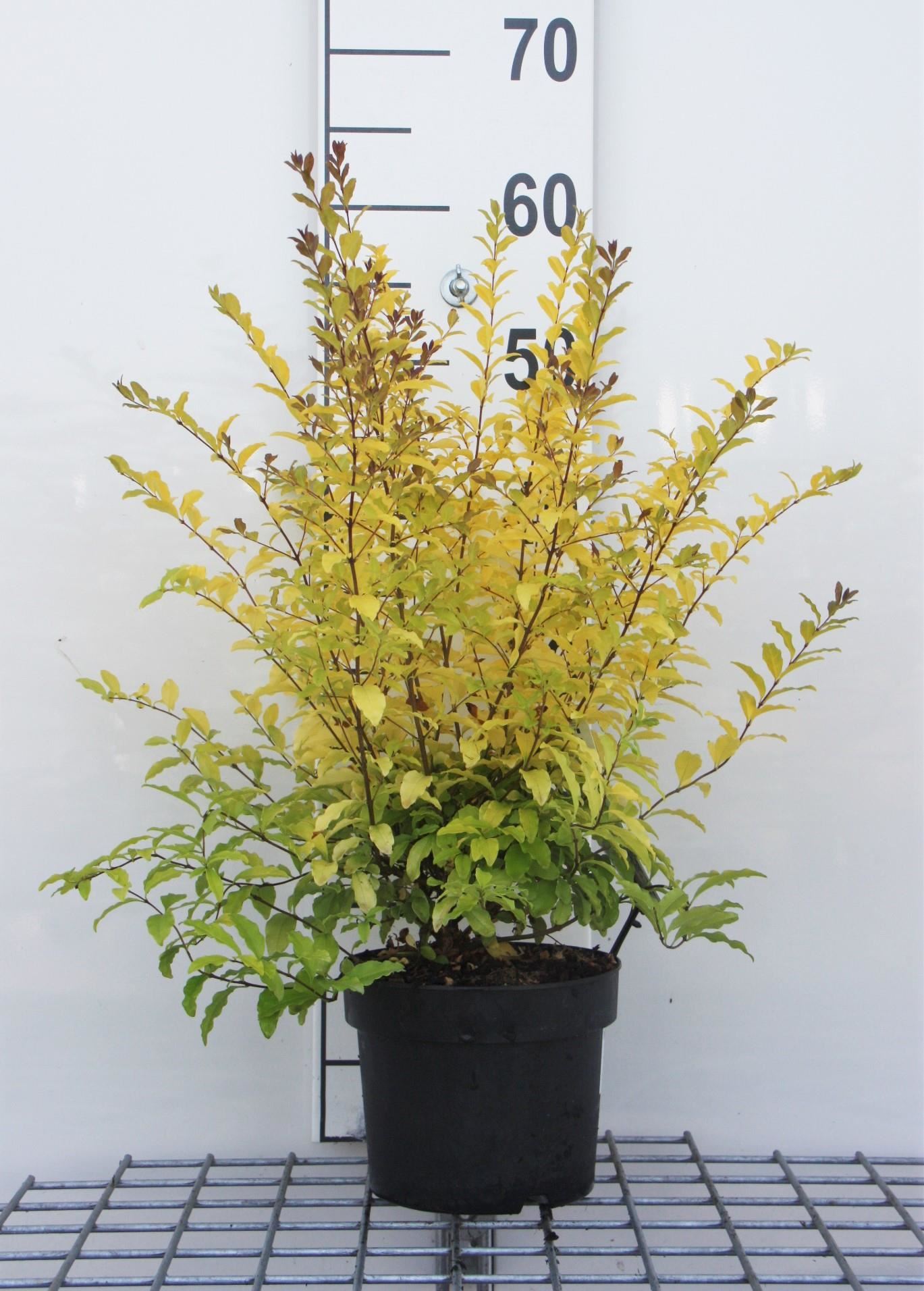 Ligustrum ovalifolium 'Lemon and Lime' - pot - 25-30 cm