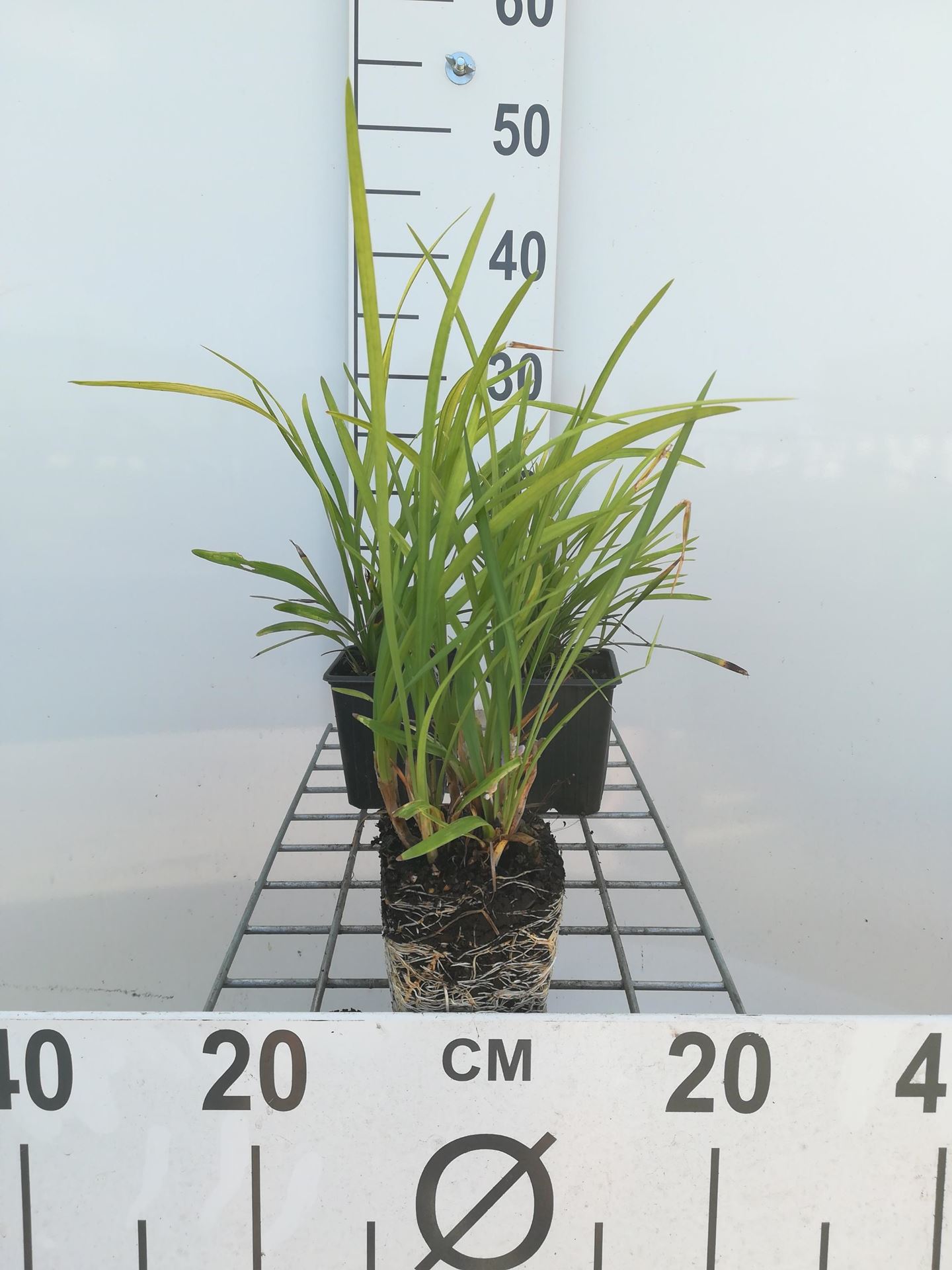 Liriope muscari'Big Blue'- pot 9x9 cm - Leliegras afbeelding