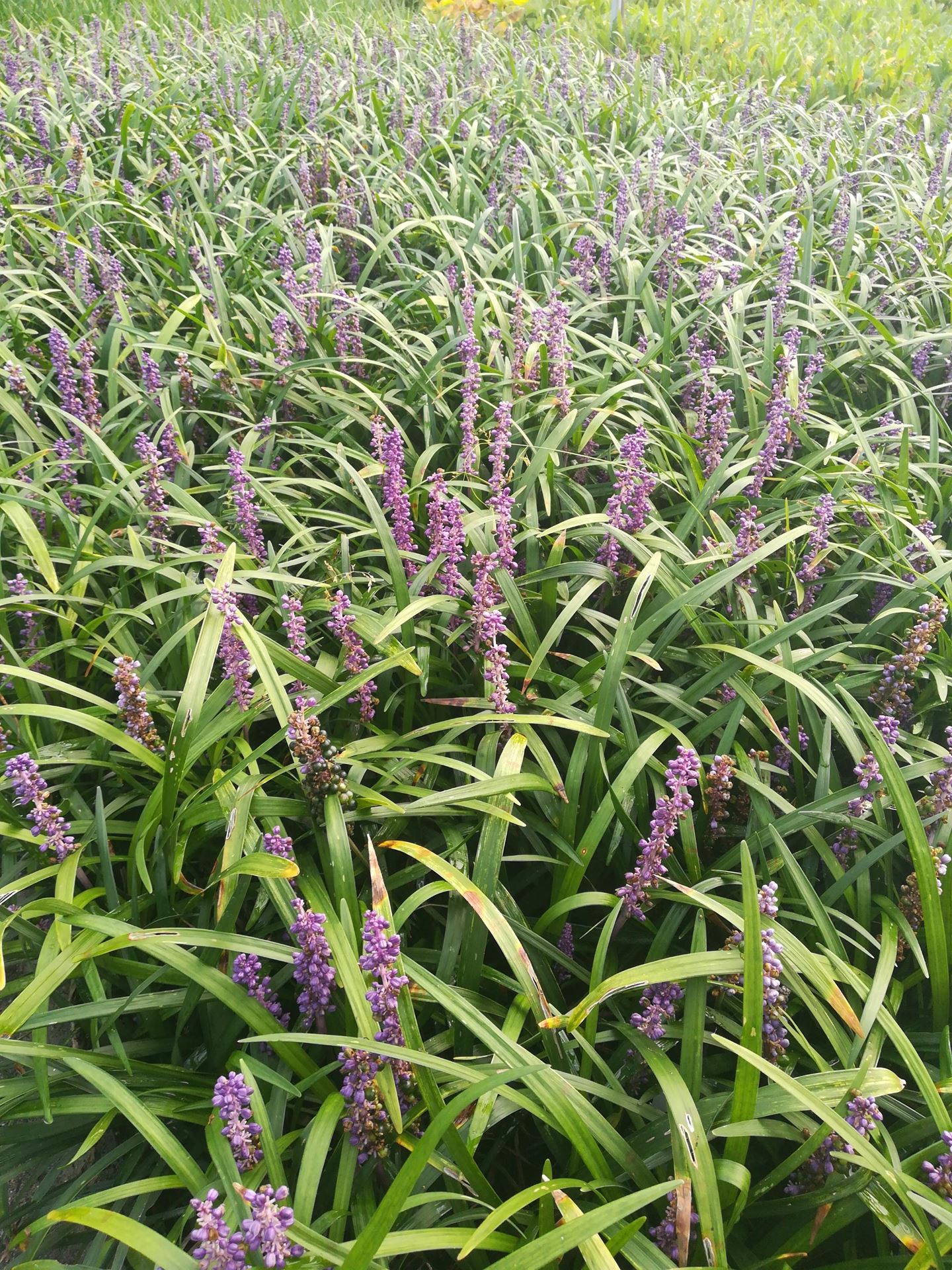Liriope muscari'Evergreen Giant'- pot 9x9 cm afbeelding