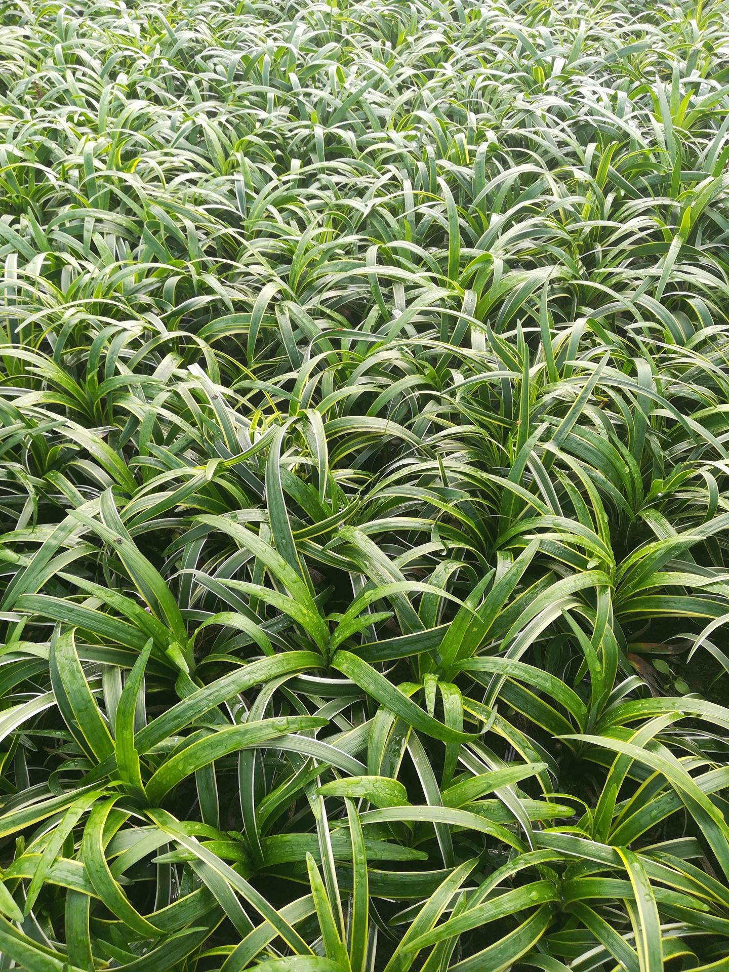 Liriope muscari'Gold Banded'- pot 9x9 cm - Leliegras afbeelding