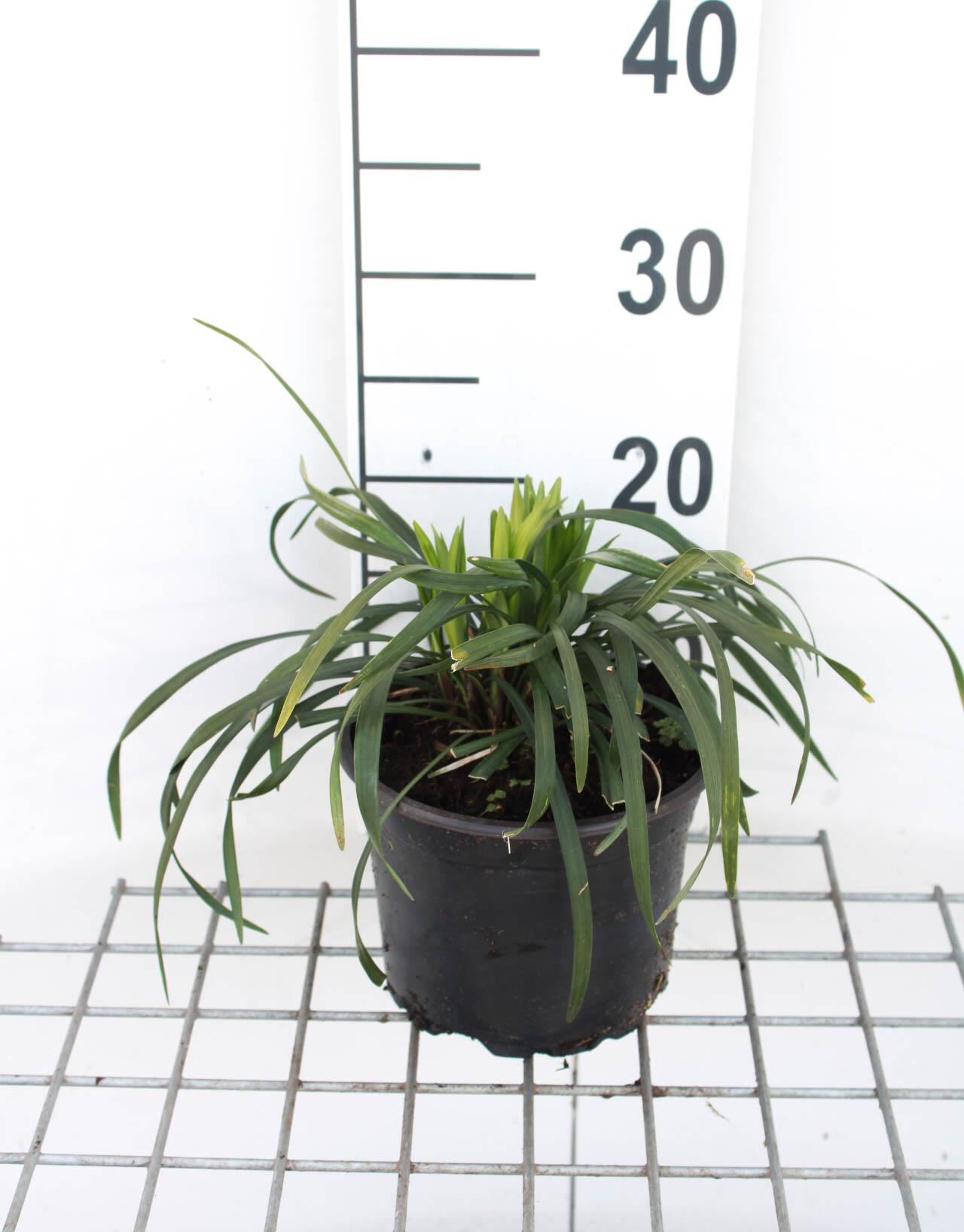 Liriope muscari'Ingwersen'- pot 2L afbeelding