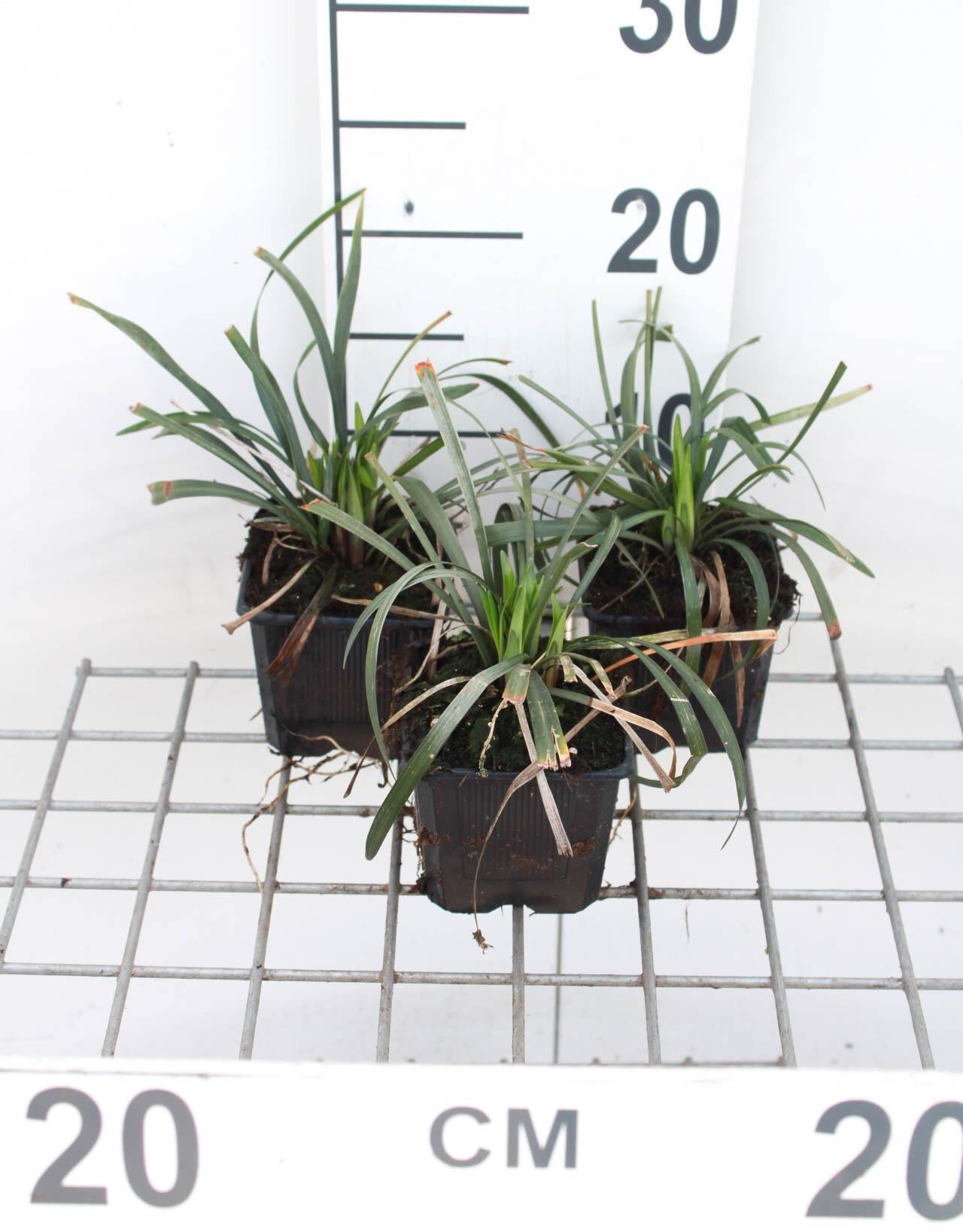 Liriope muscari'Ingwersen'- pot 9x9 cm afbeelding