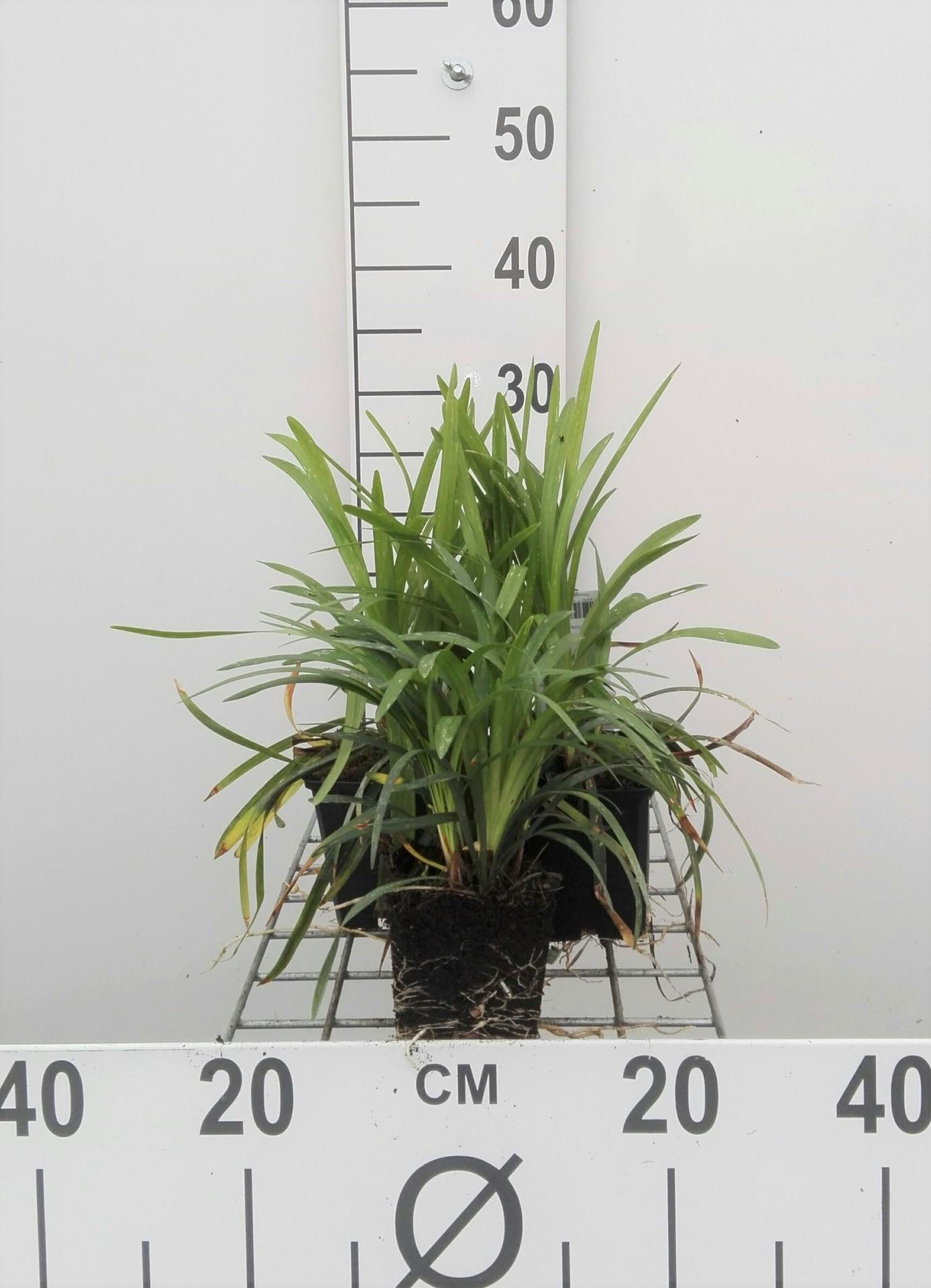Liriope muscari'Moneymaker'- pot 9x9 cm afbeelding