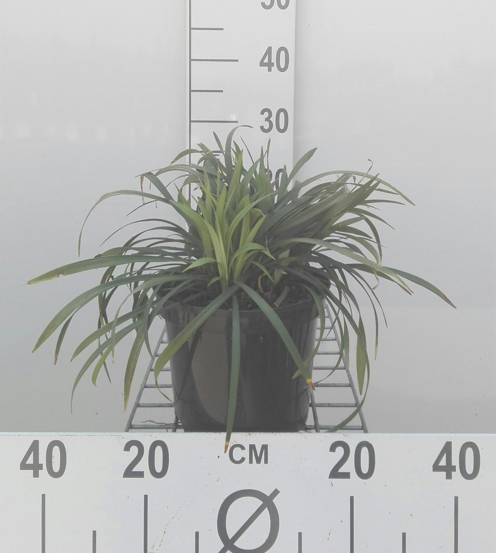 Liriope muscari'Moneymaker'- pot 3L afbeelding