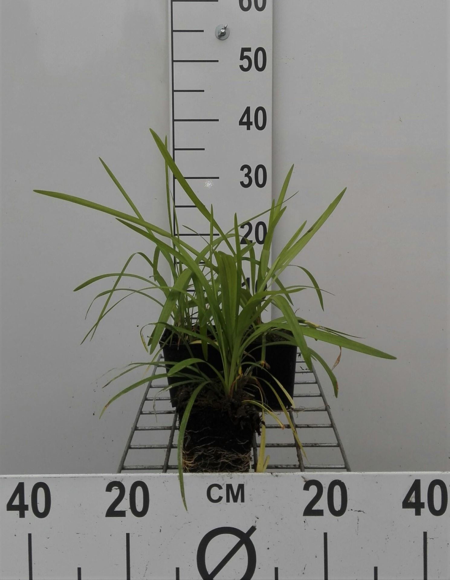 Liriope muscari'Monroe White'- pot 9x9 cm afbeelding
