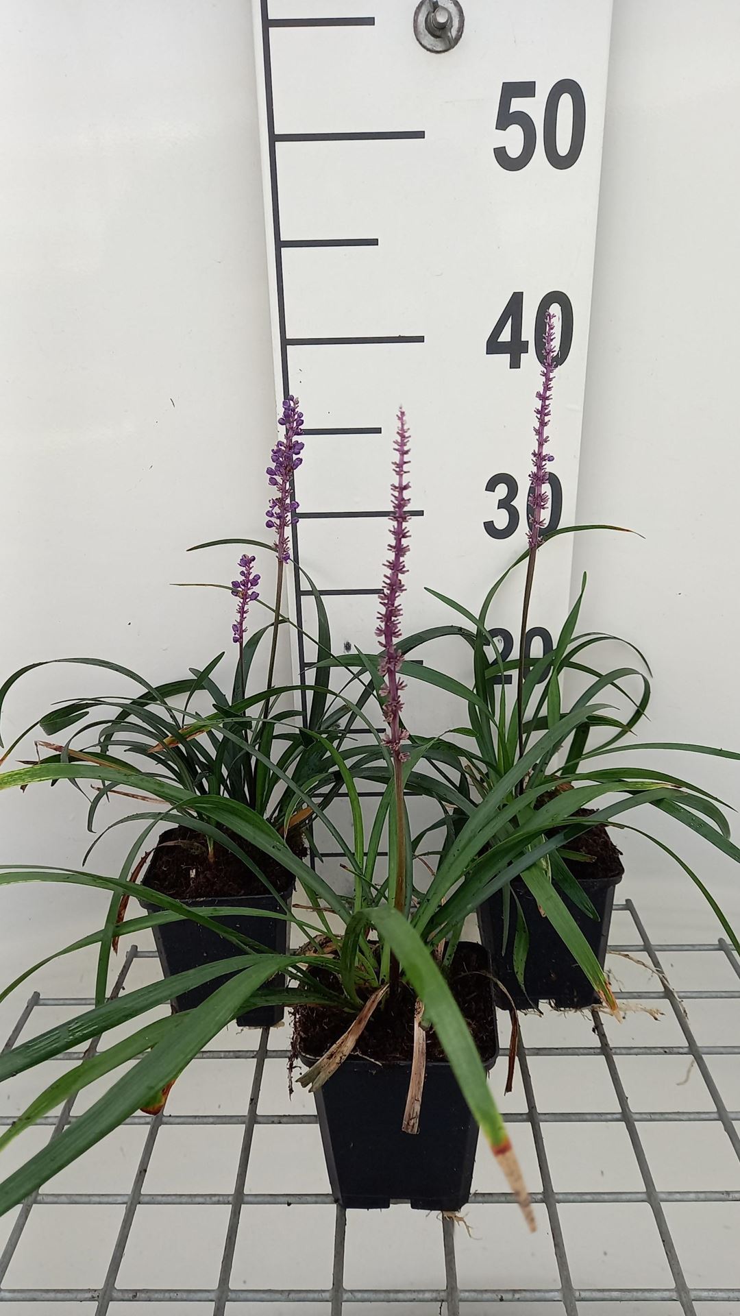 Liriope muscari'Royal Purple'- pot 9x9 cm afbeelding