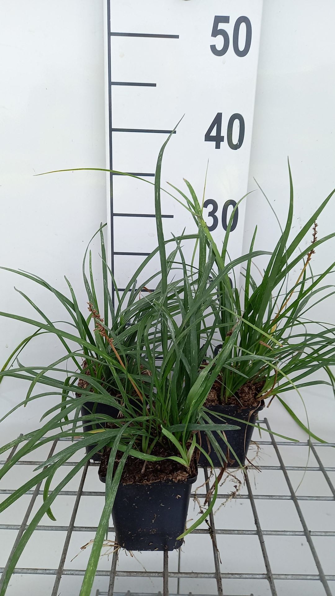 Liriope muscari - pot 9x9 cm - Leliegras afbeelding