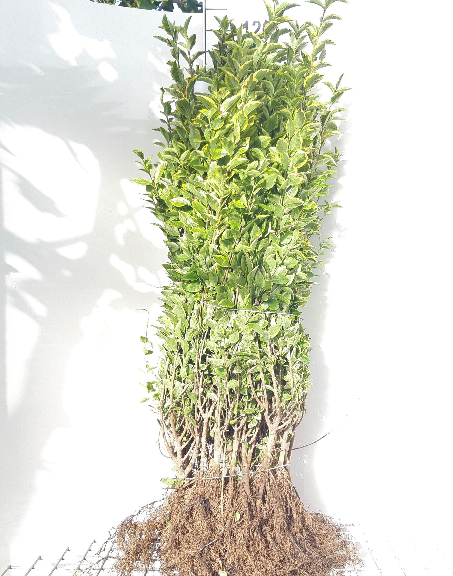 Ligustrum ovalifolium'Aureum'- blote wortel - 60-90 cm afbeelding