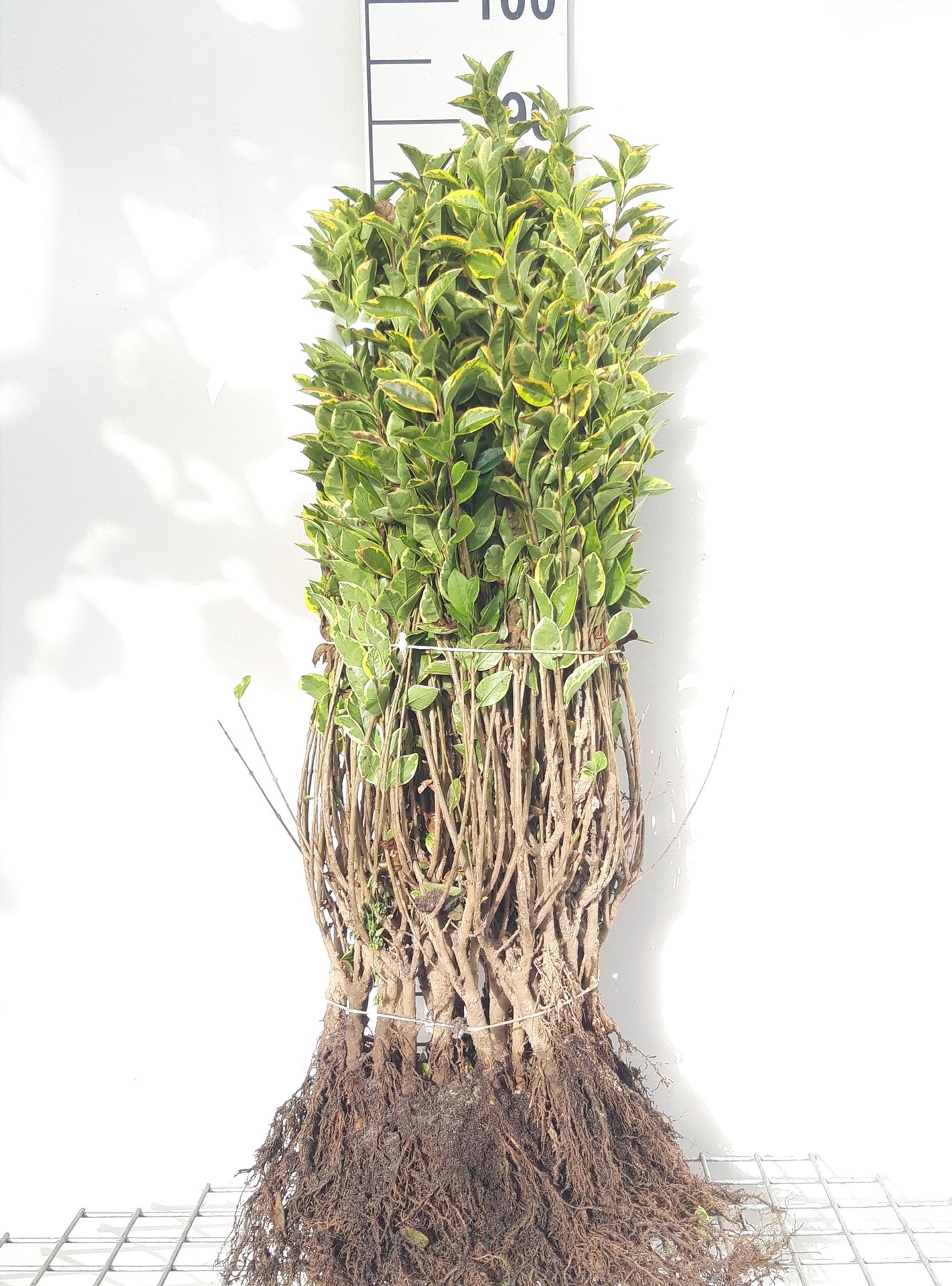 Ligustrum ovalifolium'Aureum'- blote wortel - 40-60 cm - Goudbonte liguster afbeelding