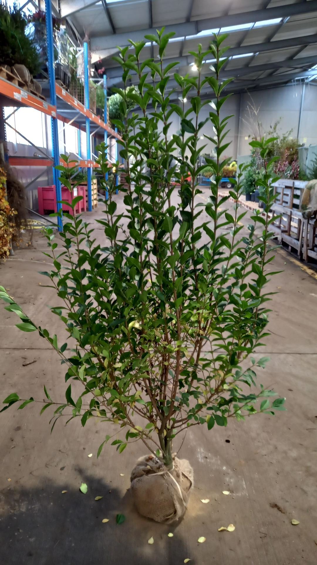 Ligustrum ovalifolium - aardekluit - 125-150 cm - Haagliguster afbeelding