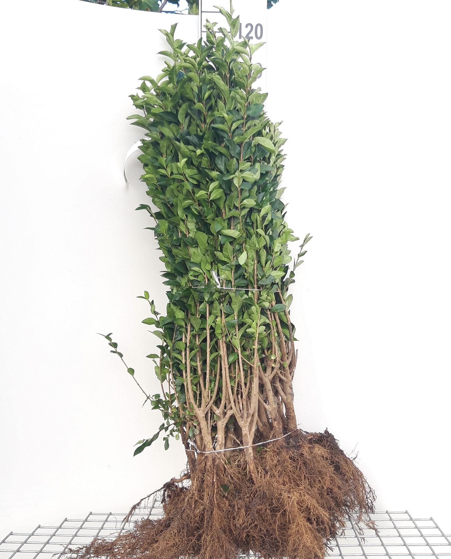 Ligustrum ovalifolium - blote wortel - 60-90 cm - Haagliguster afbeelding