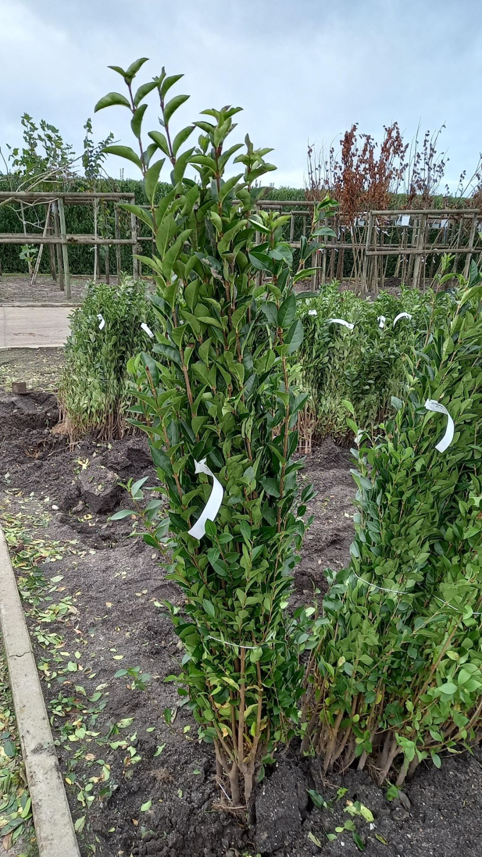 Ligustrum ovalifolium - blote wortel - 90-120 cm - Haagliguster afbeelding