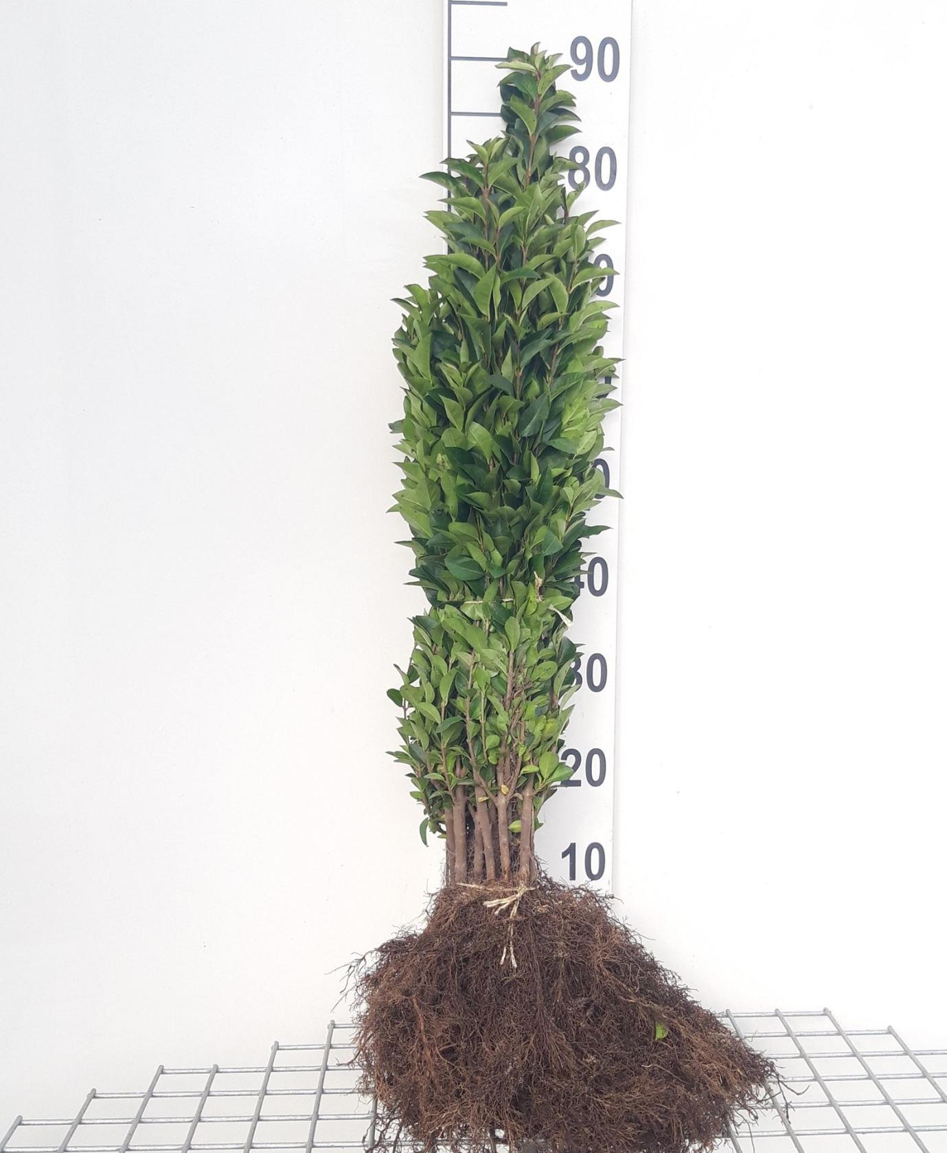 Ligustrum ovalifolium - blote wortel - 40-60 cm - Haagliguster afbeelding