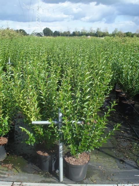 Ligustrum ovalifolium - pot 12L - 125-150 cm afbeelding