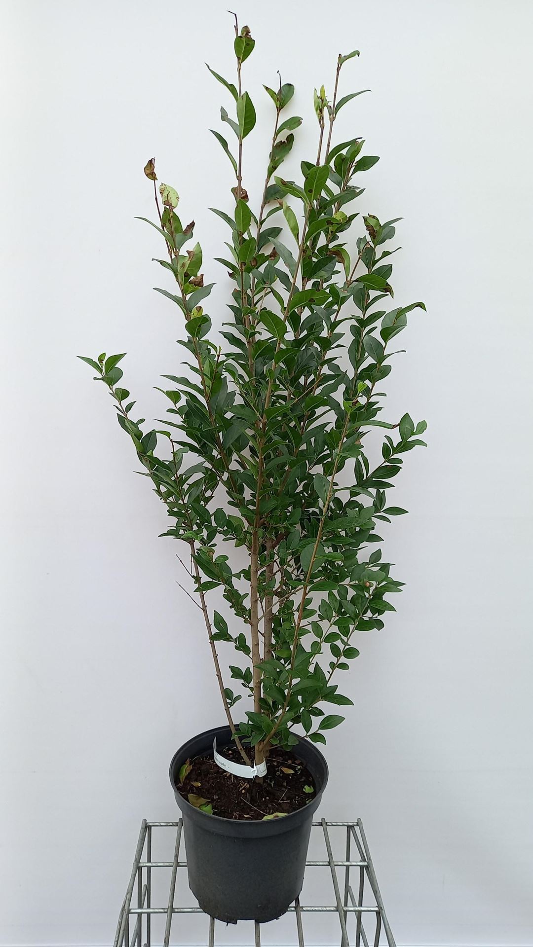 Ligustrum ovalifolium - pot 10L - 100-125 cm afbeelding