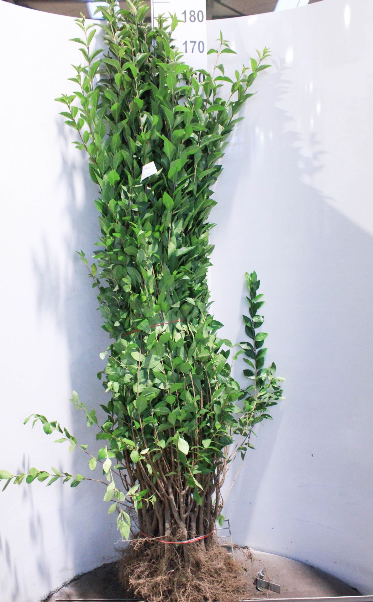 Ligustrum ovalifolium - blote wortel - 100-125 cm - 5-7 takken afbeelding