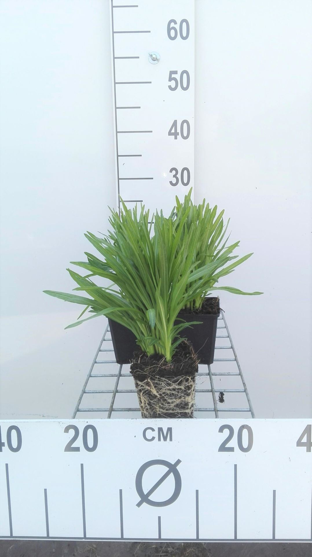 Liatris spicata'Floristan Weiss'- pot 9x9 cm - Lampepoetser afbeelding
