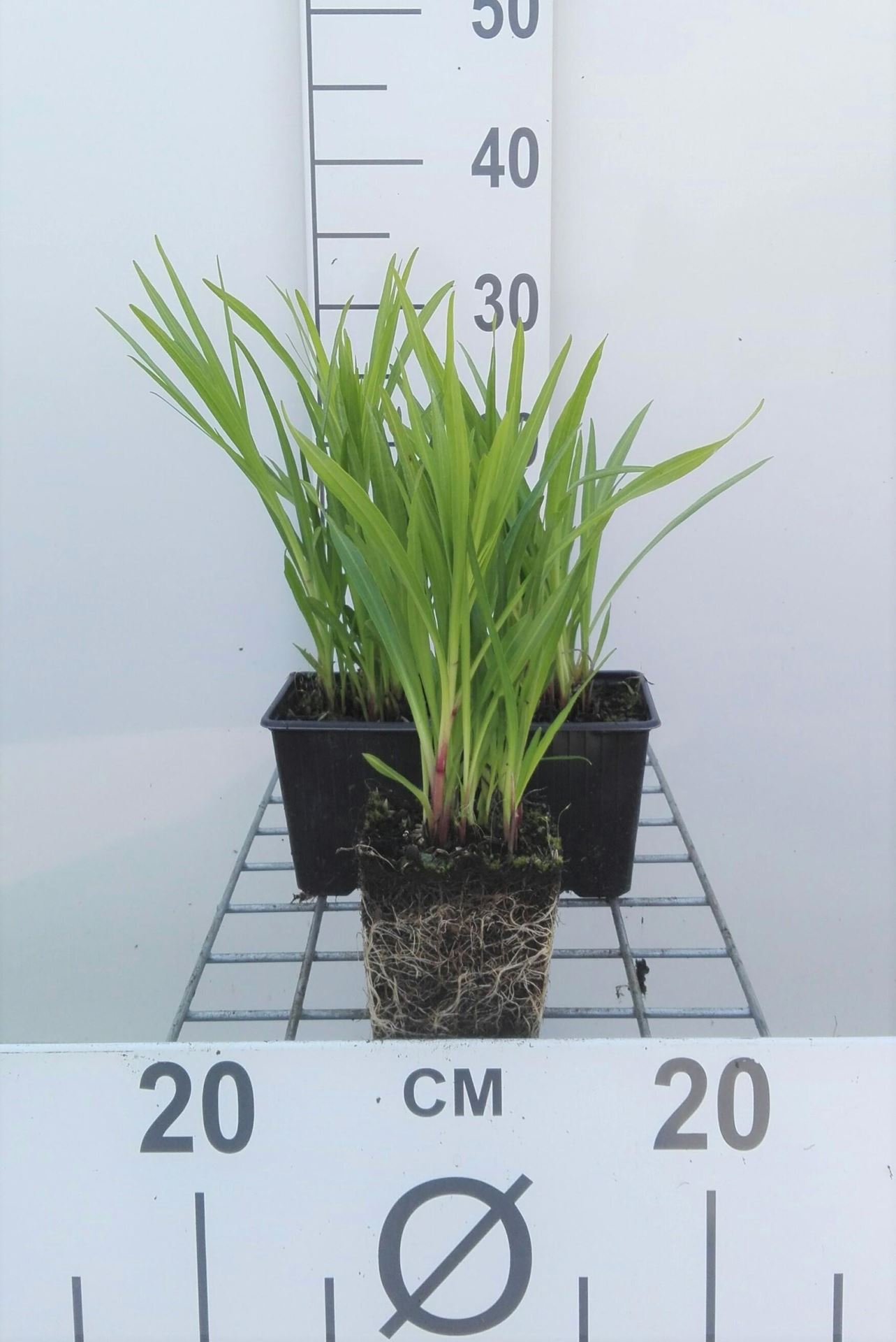 Liatris spicata'Kobold'- pot 9x9 cm - Lampepoetser afbeelding