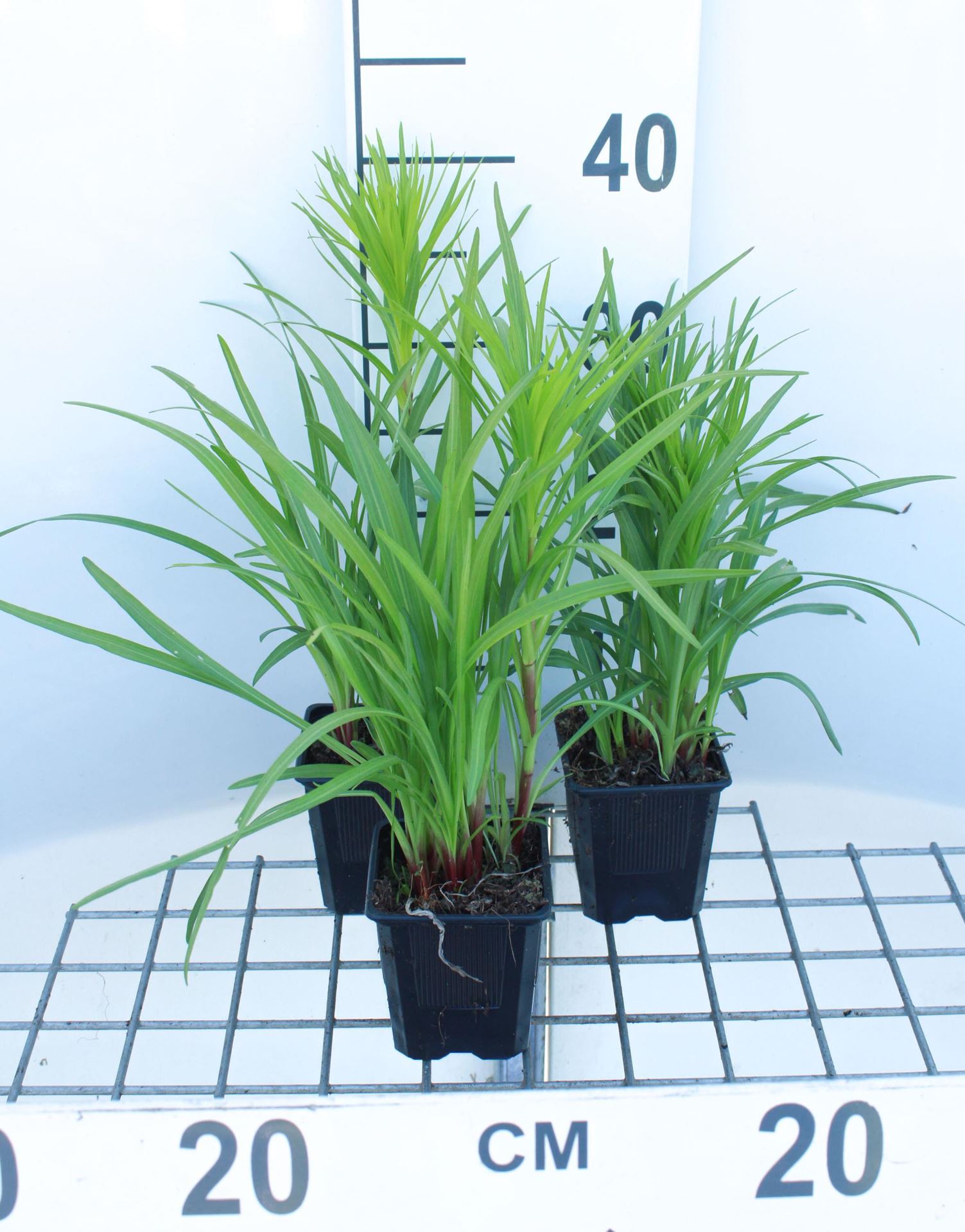 Liatris spicata - pot 9x9 cm - Prachtschaarde / Lampenpoetser / Knopige slangenwortel afbeelding