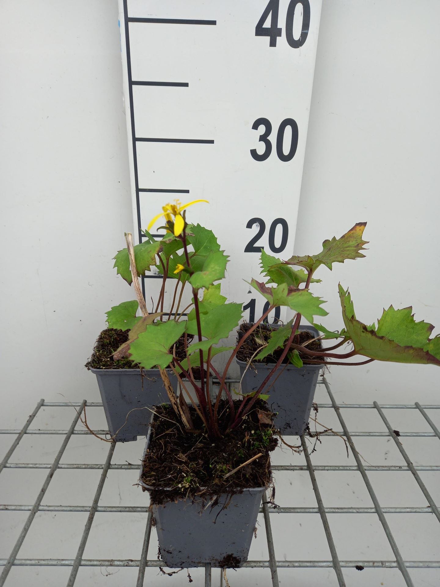 Ligularia stenocephala'The Rocket'- pot 9x9 cm - Kruiskruid afbeelding