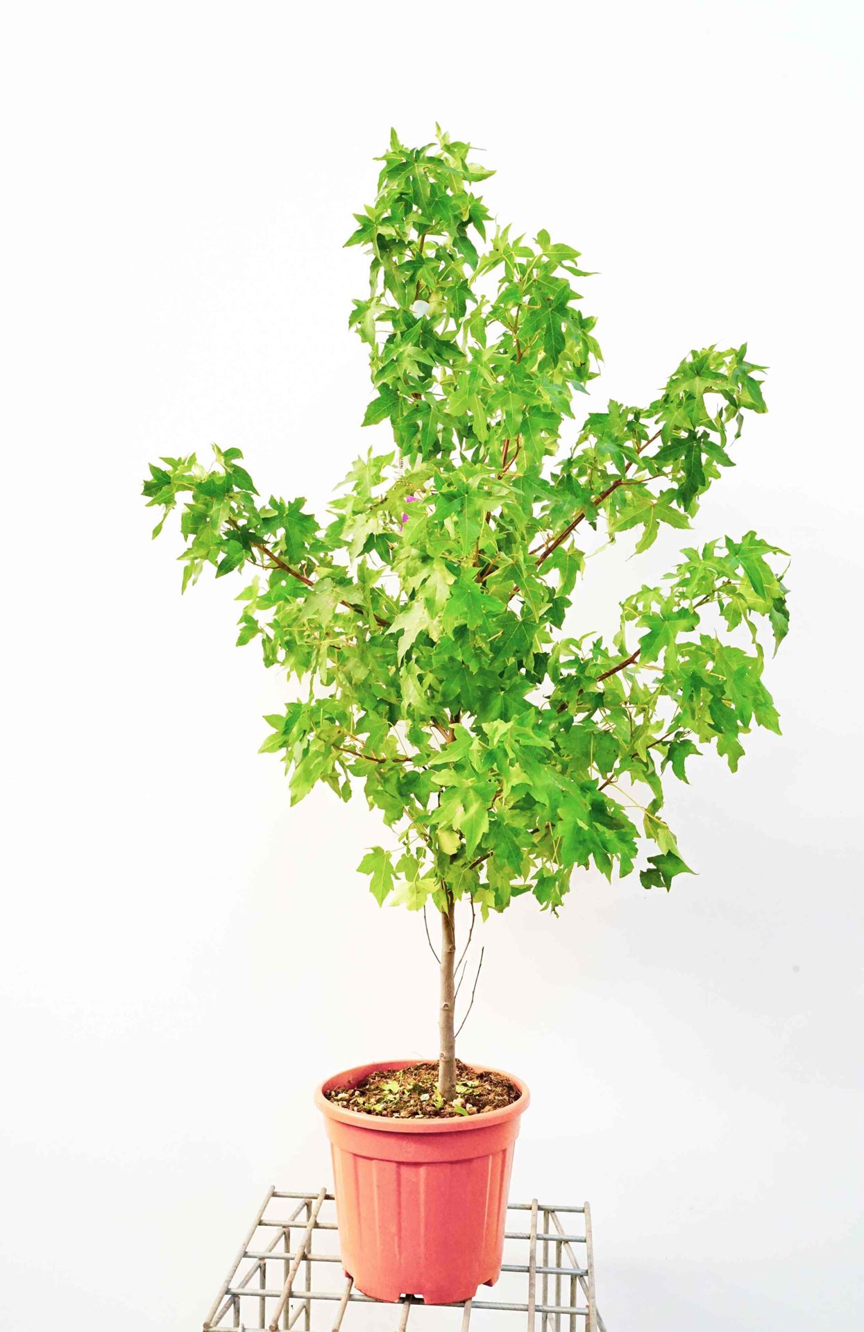 Liquidambar styraciflua - pot 10L - 100-125 cm afbeelding