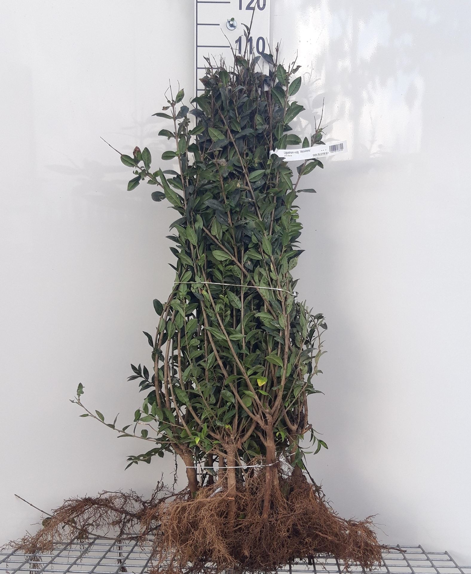 Ligustrum vulgare'Atrovirens'- blote wortel - 60-90 cm - afbeelding