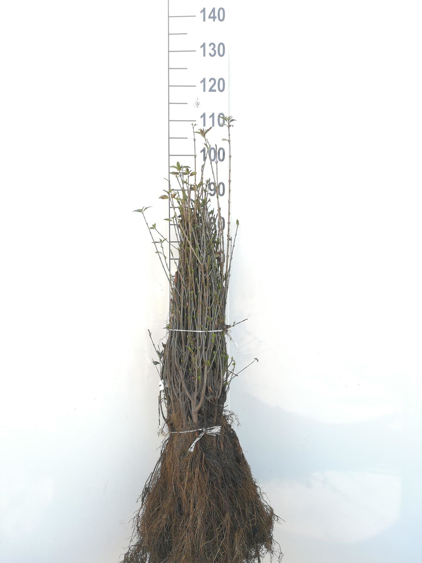 Ligustrum vulgare'Atrovirens'- blote wortel - 40-60 cm afbeelding