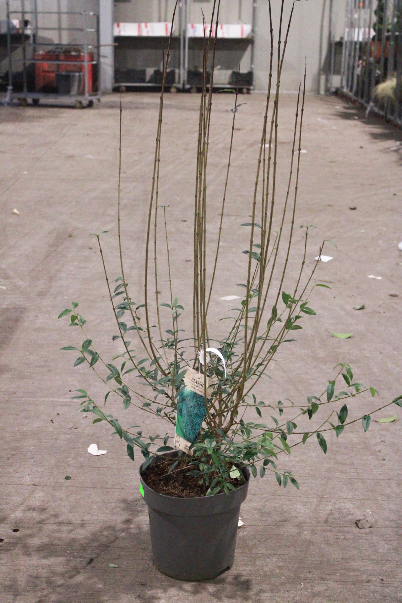 Ligustrum vulgare'Atrovirens'- pot 12L - 125-150 cm afbeelding