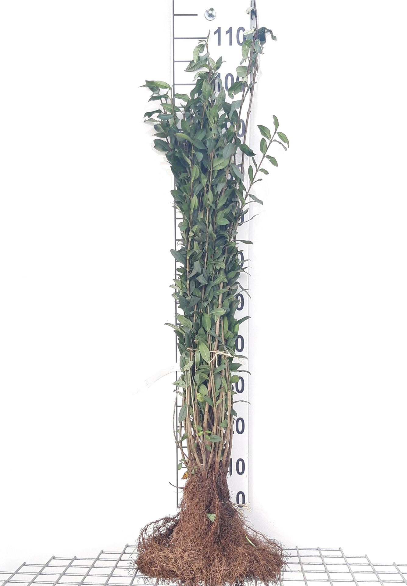 Ligustrum vulgare - blote wortel - 60-90 cm afbeelding