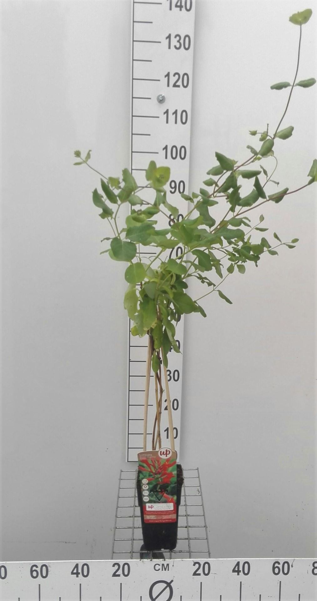 Lonicera x brownii 'Dropmore Scarlet' - pot - 50-60 cm -