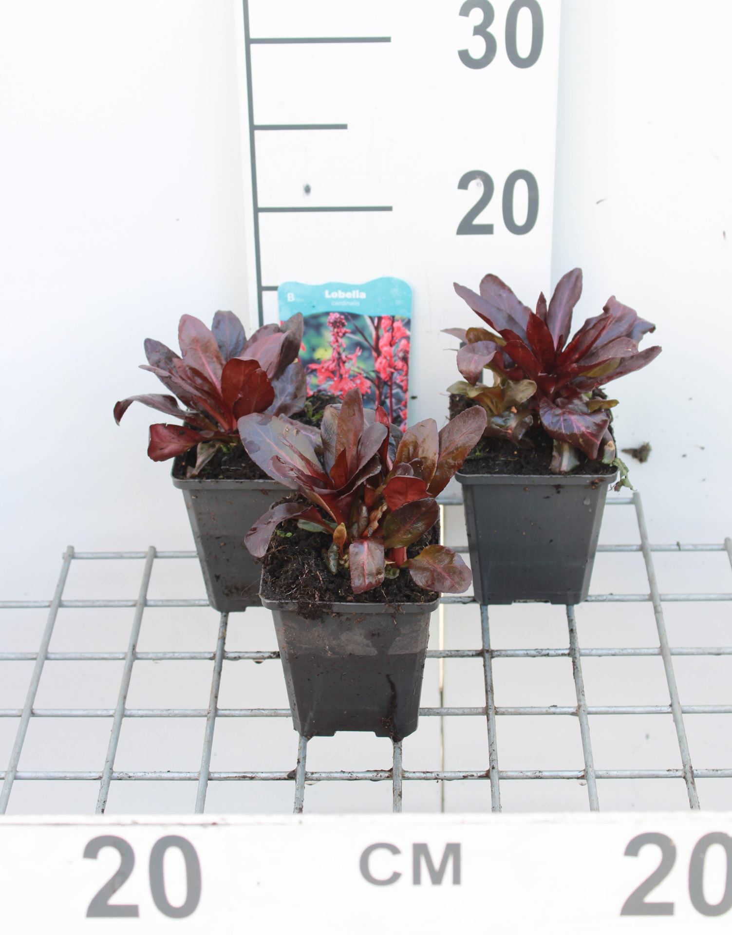Lobelia cardinalis - pot 9x9 cm afbeelding