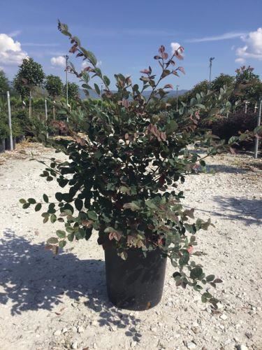 Loropetalum chinense'Fire Dance'- pot 10L - 40-50 cm afbeelding
