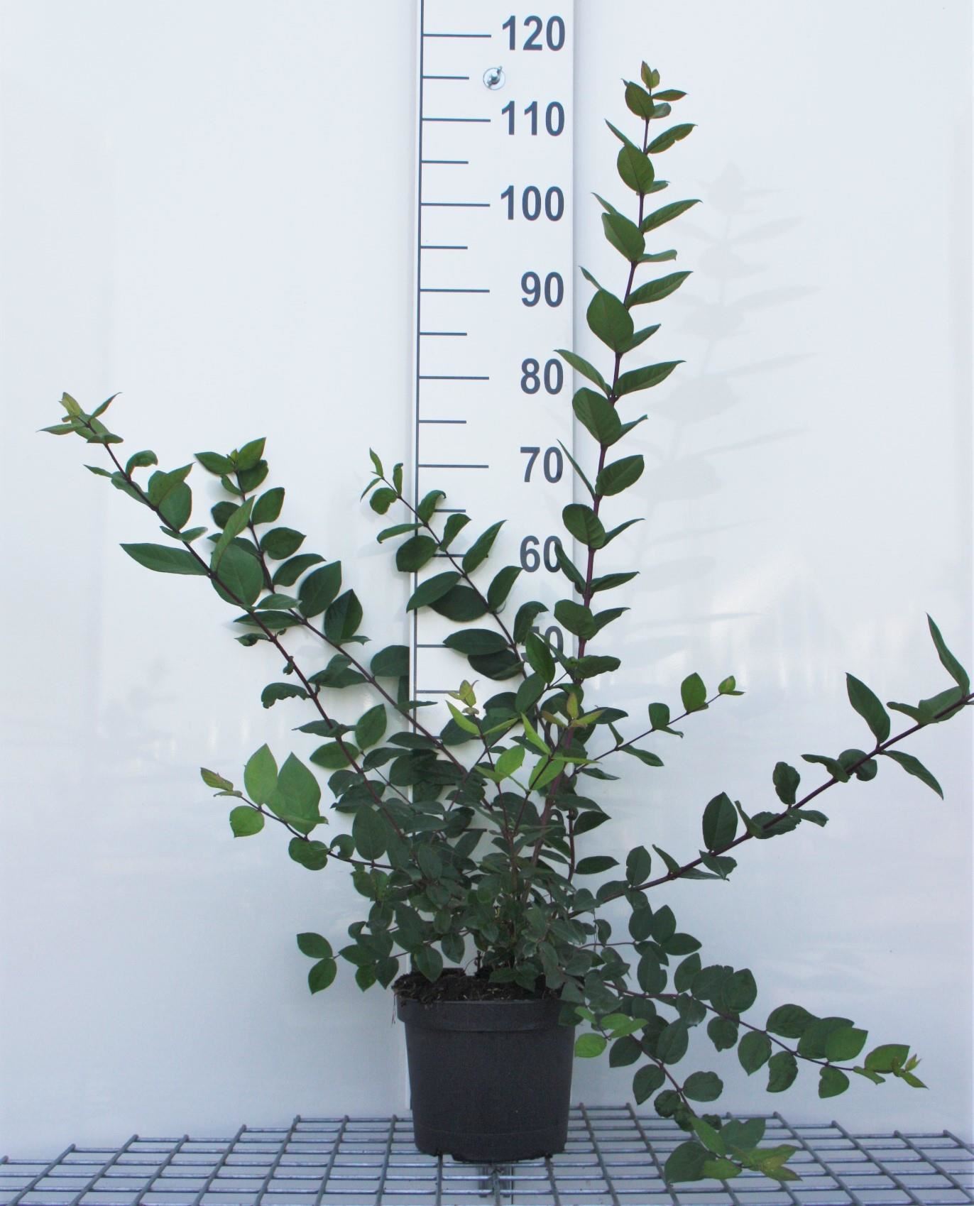 Lonicera fragrantissima - pot - 40-50 cm -